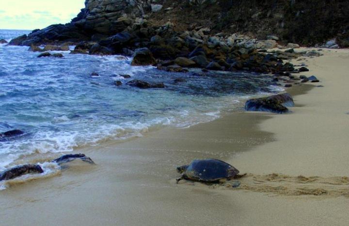 Hotel Bahia De La Luna Arroyo Cruz エクステリア 写真